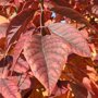 Amerikaanse es (Fraxinus americana ‘Autumn Applause’) blad in herfst